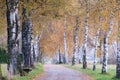 Birch lined Autumn path in the Alpine countryside Royalty Free Stock Photo