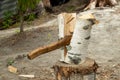 a birch log cut in half with an axe Royalty Free Stock Photo
