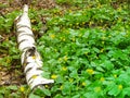 A birch log lies among the flowers in the forest. A naturally broken birch branch in a wild forest, among a flowering bed of Royalty Free Stock Photo