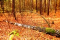 A birch log lying in the forest Royalty Free Stock Photo