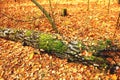 A birch log lying in the forest Royalty Free Stock Photo