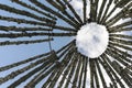 Birch logs on the background of the sky.