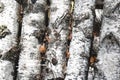 Birch logs with black and white birch bark Royalty Free Stock Photo