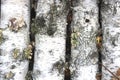 Birch logs with black and white birch bark Royalty Free Stock Photo