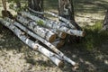 Birch logs felled trees Royalty Free Stock Photo