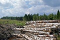 Birch Logs at Forest Clear Cut