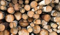 birch logs. a lot of wood, felled trees, lots of logs lying on the ground on the nature of the sawmill. Sectional view Royalty Free Stock Photo