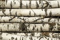 Birch logs. Royalty Free Stock Photo