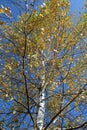 Birch with many yellow leaves on the branches on sunny cloudless autumn day under blue sky view from the bottom up Royalty Free Stock Photo