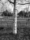 Birch Royalty Free Stock Photo