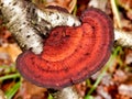 Birch Mazegill Fungus