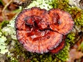Birch Mazegill Fungus