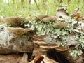 Birch Mazegill Fungus