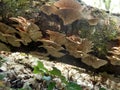 Birch Mazegill Fungus