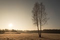 Birch on a meadow