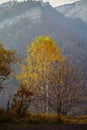 Birch mountain autumn mist Royalty Free Stock Photo