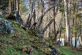 Birch on the mountain slope Royalty Free Stock Photo