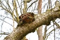 Birch mushroom of a chag Inonotus obliquus Ach. ex Pers. Pil. on a tree trunk Royalty Free Stock Photo