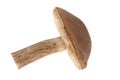 Birch mushroom (Leccinum scabrum) Royalty Free Stock Photo
