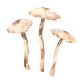 birch mushroom painted in watercolor on a white background. Edible brown mushroom growing among birch trees layout for postcards,