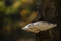 Birch mushroom Piptoporus betulinus