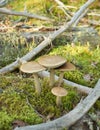 The birch mushrooms Royalty Free Stock Photo