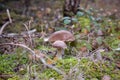 birch mushrooms in the moss Royalty Free Stock Photo