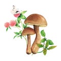 Birch mushrooms, red field clover and butterfly hand-painted. Watercolor illustration set isolated on white background
