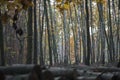 Birch and oak forest, selective focus on the trunks Royalty Free Stock Photo