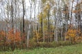 Birch and other trees along a grassy path through the forest in Nova Scotia in late October with the changing colors Royalty Free Stock Photo