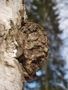 Birch outgrowth grows on a trunk Royalty Free Stock Photo