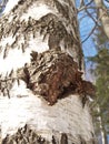 Birch outgrowth grows on a trunk Royalty Free Stock Photo