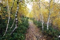 Birch path