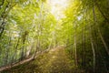 Birch pathway with penetrating sunlight Royalty Free Stock Photo