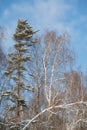 Birch and pine covered with snow on a blue sky background, winter forest background Royalty Free Stock Photo