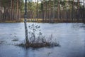 Birch and a pine in the middle of frozen lake. Royalty Free Stock Photo