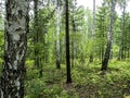 Birch and pine mixed forest in summer