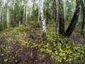 Birch and pine mixed forest in summer, fish-eye