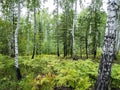 Birch and pine mixed forest in summer