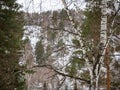 Birch and pine snow-covered fairy-tale forest in Altai, Russia