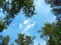Birch and pine tops against blue sky Royalty Free Stock Photo