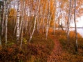 Rekyva forest and lake during cloudy autumn day