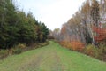 Birch and pine trees along a grassy path through the forest in Nova Scotia in late October with the changing colors Royalty Free Stock Photo