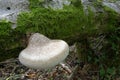 Birch Polypore Bracket Fungi Royalty Free Stock Photo