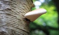 A birch polypore mushroom Piptoporus betulinus