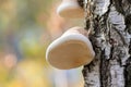 Birch polypore, Piptoporus betulinus, Fomitopsis betulina. A mushroom grows from the trunk of a tree