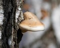 Birch polypore, Piptoporus betulinus, Fomitopsis betulina. A mushroom grows from the trunk of a tree