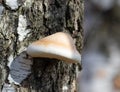 Birch polypore, Piptoporus betulinus, Fomitopsis betulina. A mushroom grows from the trunk of a tree