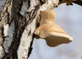 Birch polypore, Piptoporus betulinus, Fomitopsis betulina. A mushroom grows from the trunk of a tree