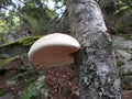 Birch Polypore - Piptoporus betulinus